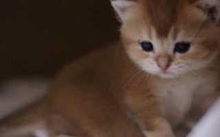 Характер шотландских вислоухих и прямоухих кошек и котов