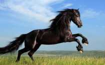 Успешное коневодство: как и для чего разводить лошадей