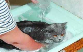 Длинношёрстные кошки. Секреты ухода