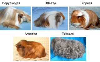 Ангорские морские свинки все об этой породе