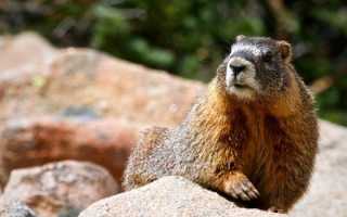 Степной сурок, или байбак Marmota bobak