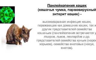 Панлейкопения у кошки: Симптомы и лечение заболевания