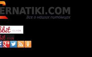 Самые носатые животные: кому принадлежит рекорд