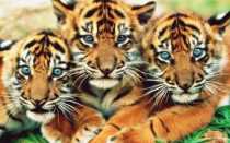 Амурский тигр. Образ жизни и среда обитания амурского тигра