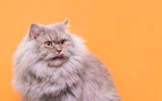 Кошка икает. Что делать?
