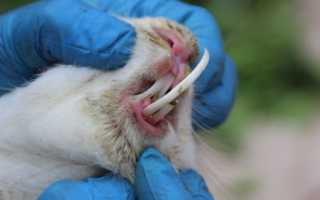 Особенности строения зубов у декоративного кролика и правила ухода за ними