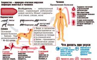 Первые симптомы и признаки бешенства у человека, прививка и лечение