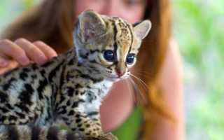 10 самых редких диких кошек на планете, которые скоро могут исчезнуть