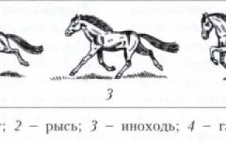 Медленный шаг лошади. Аллюры лошадей и их характеристика. Видели ли вы как передвигаются кони рысью