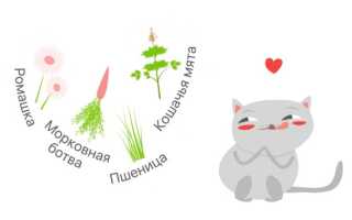 Домашние животные и укроп. Можно ли кормить морскую свинку, собак, котов и других питомцев зеленью?