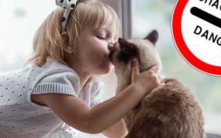 Почему нельзя целовать кошек, приметы запрещающие поцелуи с кошками, медицинские причины запрещающие целовать кошек
