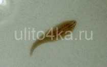 Улитковая пиявка (описание, размножение, способы борьбы)