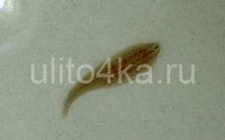 Улитковая пиявка (описание, размножение, способы борьбы)