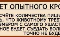 Что делать, если кролик не ест и не пьет и как избежать самых частых проблем