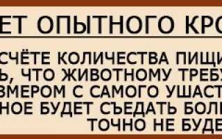 Что делать, если кролик не ест и не пьет и как избежать самых частых проблем
