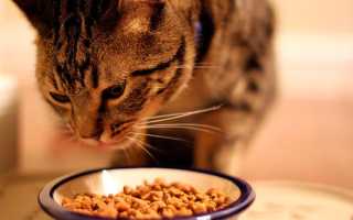 Почему кот не ест? — 10 причин отсутствия аппетита у кота