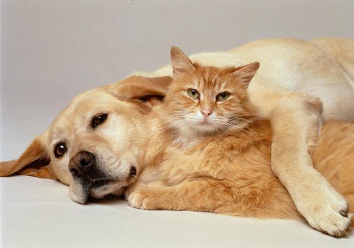 амитразин цена