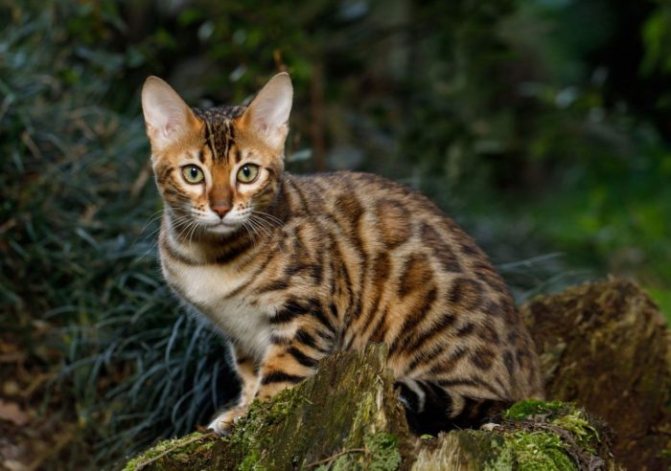 бенгальский кот