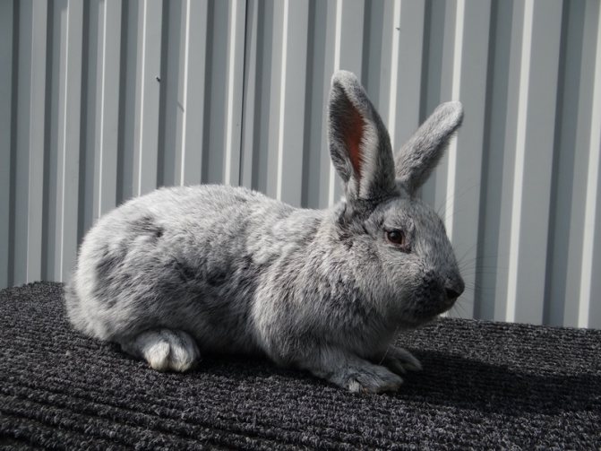 Большое светлое серебро порода кролика