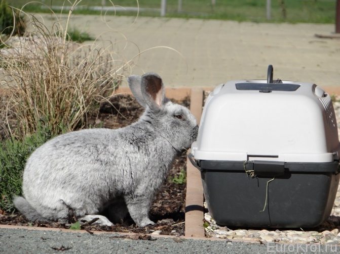 Большое светлое серебро