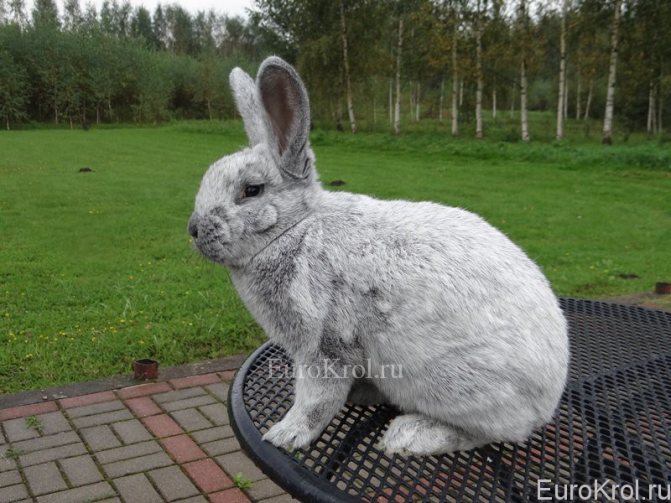 БСС кролик на природе
