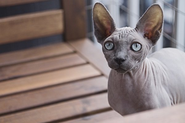 Чем кормить кота