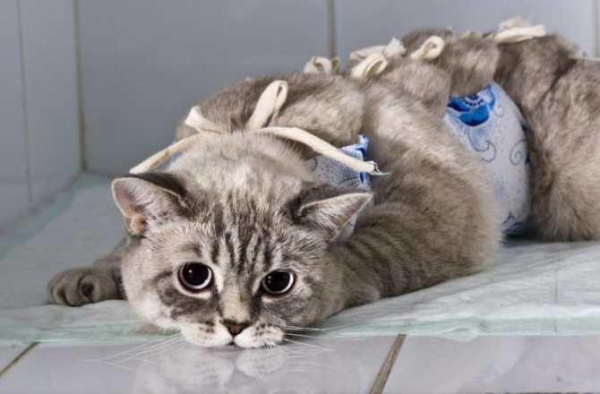 Депо провера для кошек дозировка