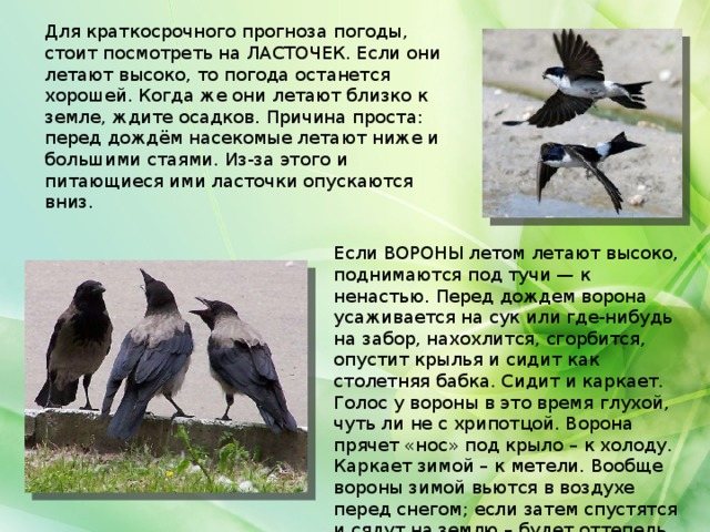 Для краткосрочного прогноза погоды, стоит посмотреть на ЛАСТОЧЕК. Если они летают высоко, то погода останется хорошей. Когда же они летают близко к земле, ждите осадков. Причина проста: перед дождём насекомые летают ниже и большими стаями. Из-за этого и питающиеся ими ласточки опускаются вниз. Если ВОРОНЫ летом летают высоко, поднимаются под тучи — к ненастью. Перед дождем ворона усаживается на сук или где-нибудь на забор, нахохлится, сгорбится, опустит крылья и сидит как столетняя бабка. Сидит и каркает. Голос у вороны в это время глухой, чуть ли не с хрипотцой. Ворона прячет «нос» под крыло – к холоду. Каркает зимой – к метели. Вообще вороны зимой вьются в воздухе перед снегом; если затем спустятся и сядут на землю – будет оттепель. Летом ворона купается – к дождю .