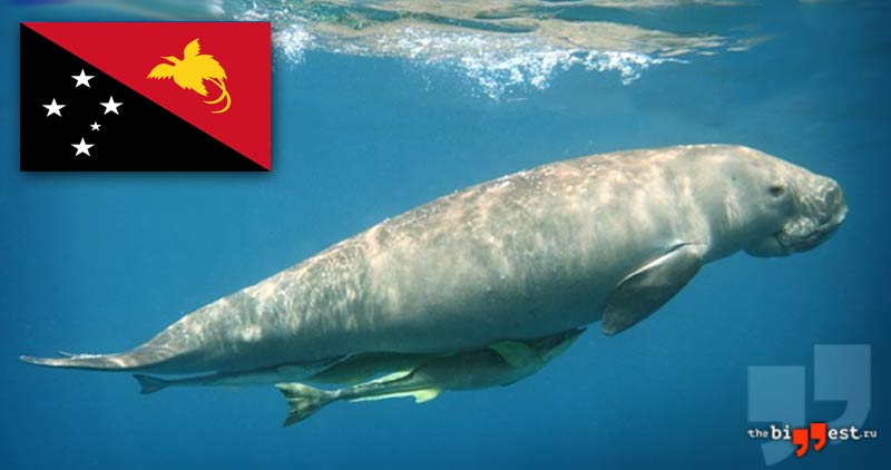 Дюгонь