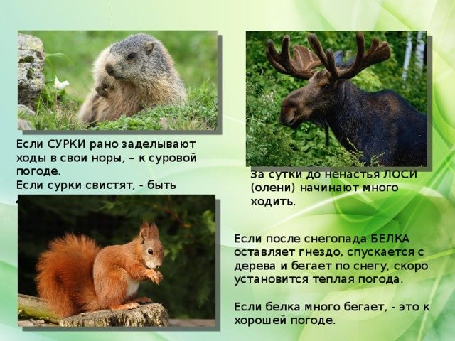 Если СУРКИ рано заделывают ходы в свои норы, – к суровой погоде. Если сурки свистят, - быть дождю. За сутки до ненастья ЛОСИ (олени) начинают много ходить. Если после снегопада БЕЛКА оставляет гнездо, спускается с дерева и бегает по снегу, скоро установится теплая погода. Если белка много бегает, - это к хорошей погоде.