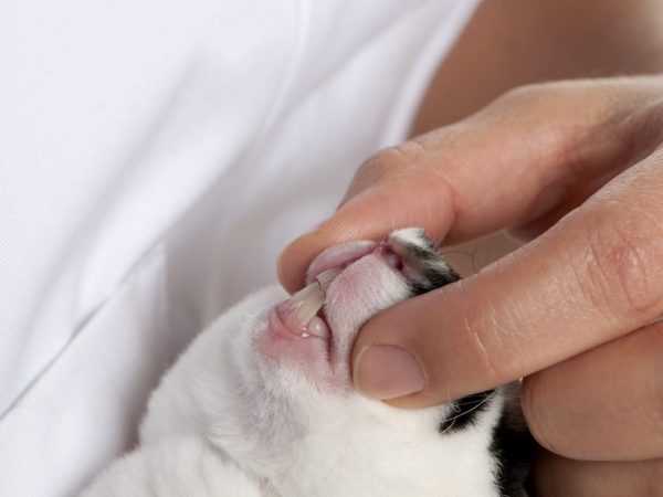 Это заболевание возникает вследствие плохого стачивания резцов и приводит к нарушению контакта между нижней и верхней челюстью – кролик не может её сомкнуть