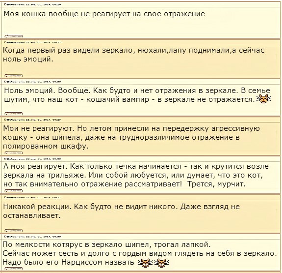 форум о кошке и зеркале