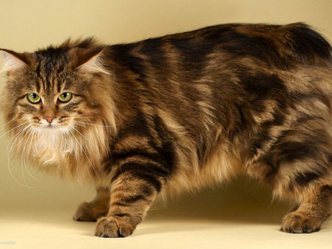 Фото черепахового курильского бобтейла