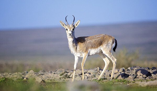 Фото: Джейран из Красной книги