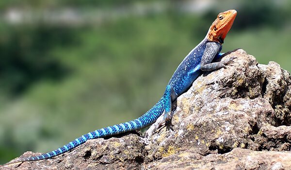 Фото: Как выглядит агама