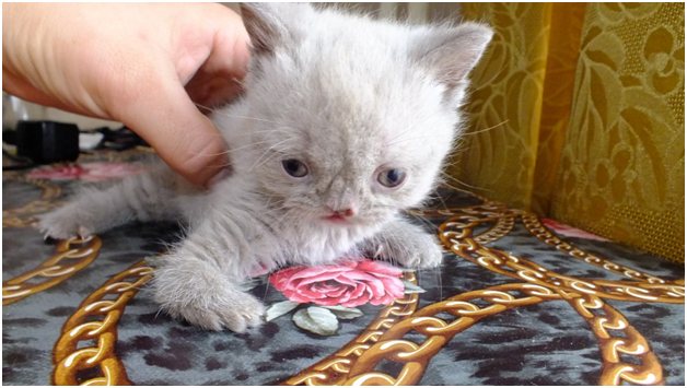 Гидроцефалия у котёнка
