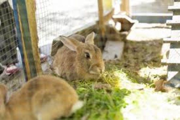 Губительное действие влаги на животных