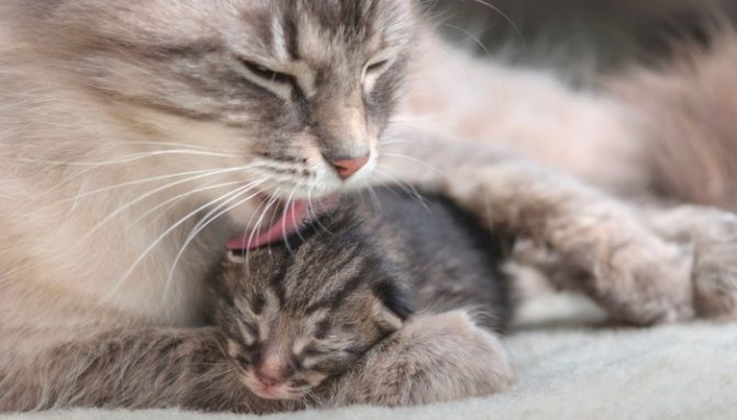 Хозяину кошки необходимо заранее наметить список недоступных для родов мест в квартире