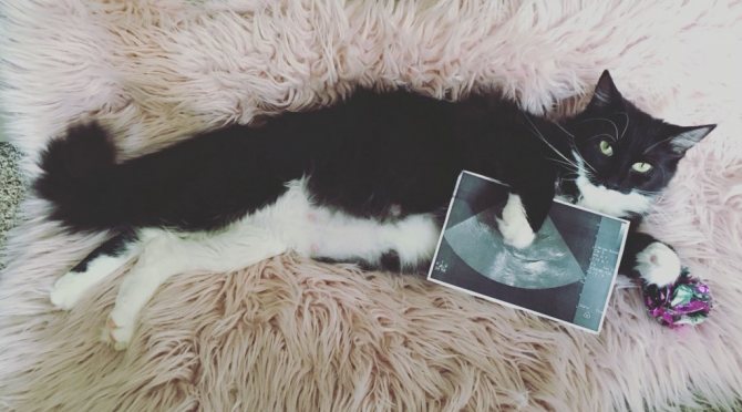 как определить, сколько котят может родить кошка