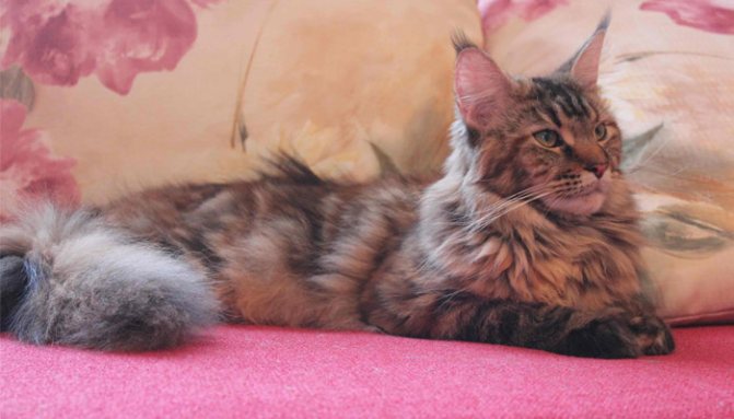 Как ухаживать за беременным мейн-куном