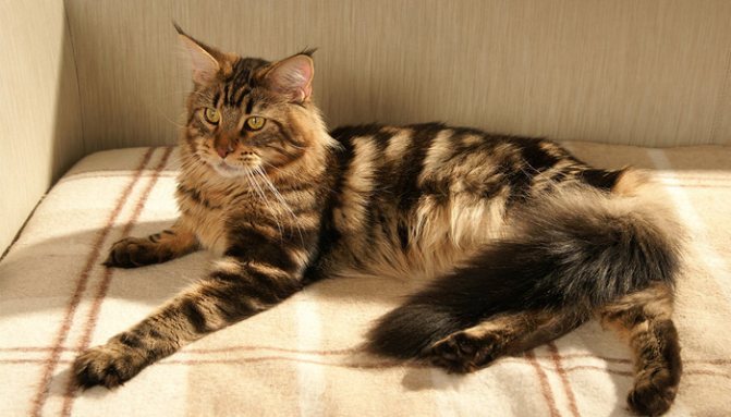 Как ухаживать за беременным мейн-куном