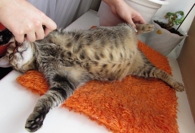 Кишечные колики у кота