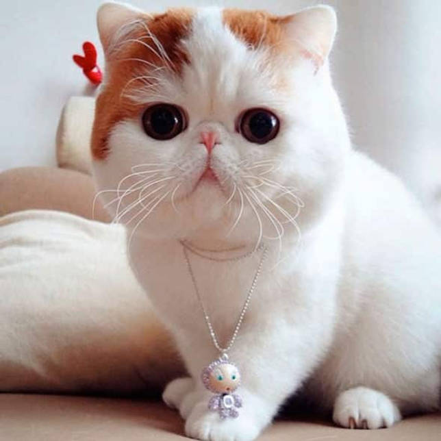 китайская кошка