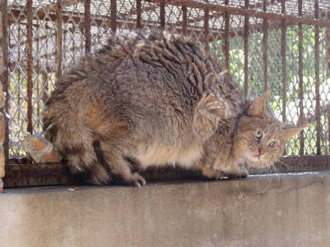 Китайский кот в неволе