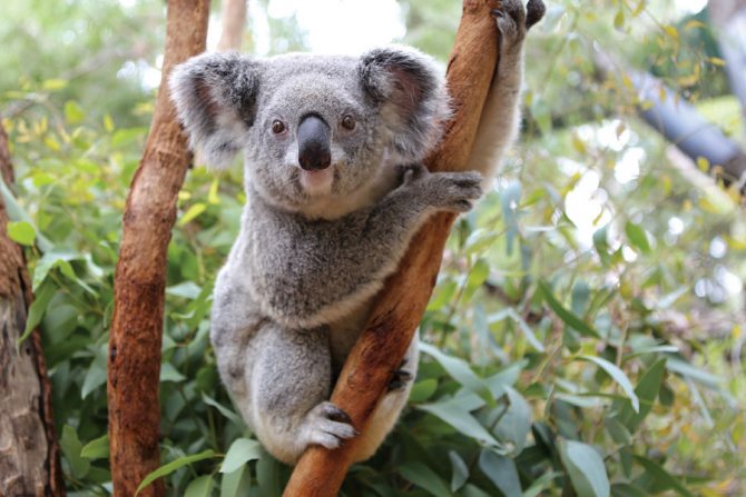 коала фото