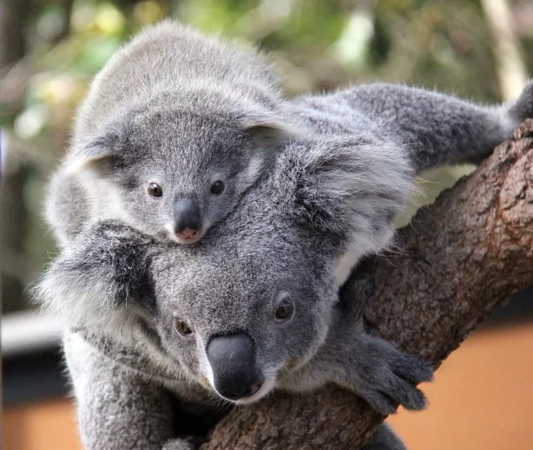 Коала описание