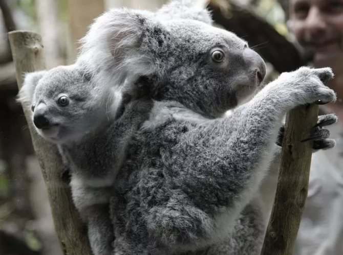 Коала сообщение