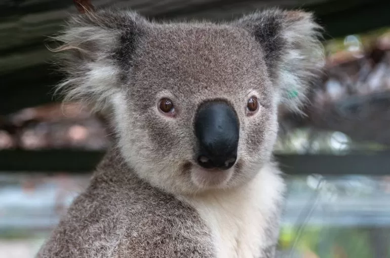 Коала