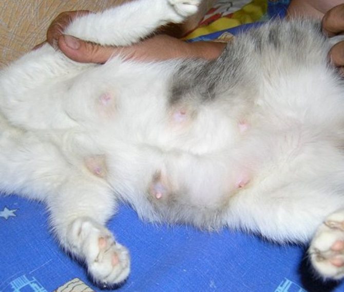 Когда у кошки появляется молоко перед родами