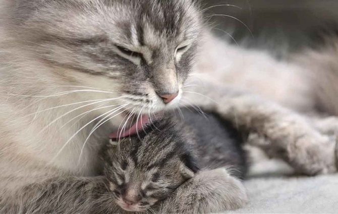 Когда у кошки появляется молоко после родов